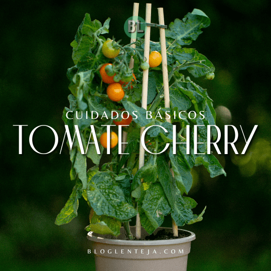 Cuidados Básicos: Tomates Cherry