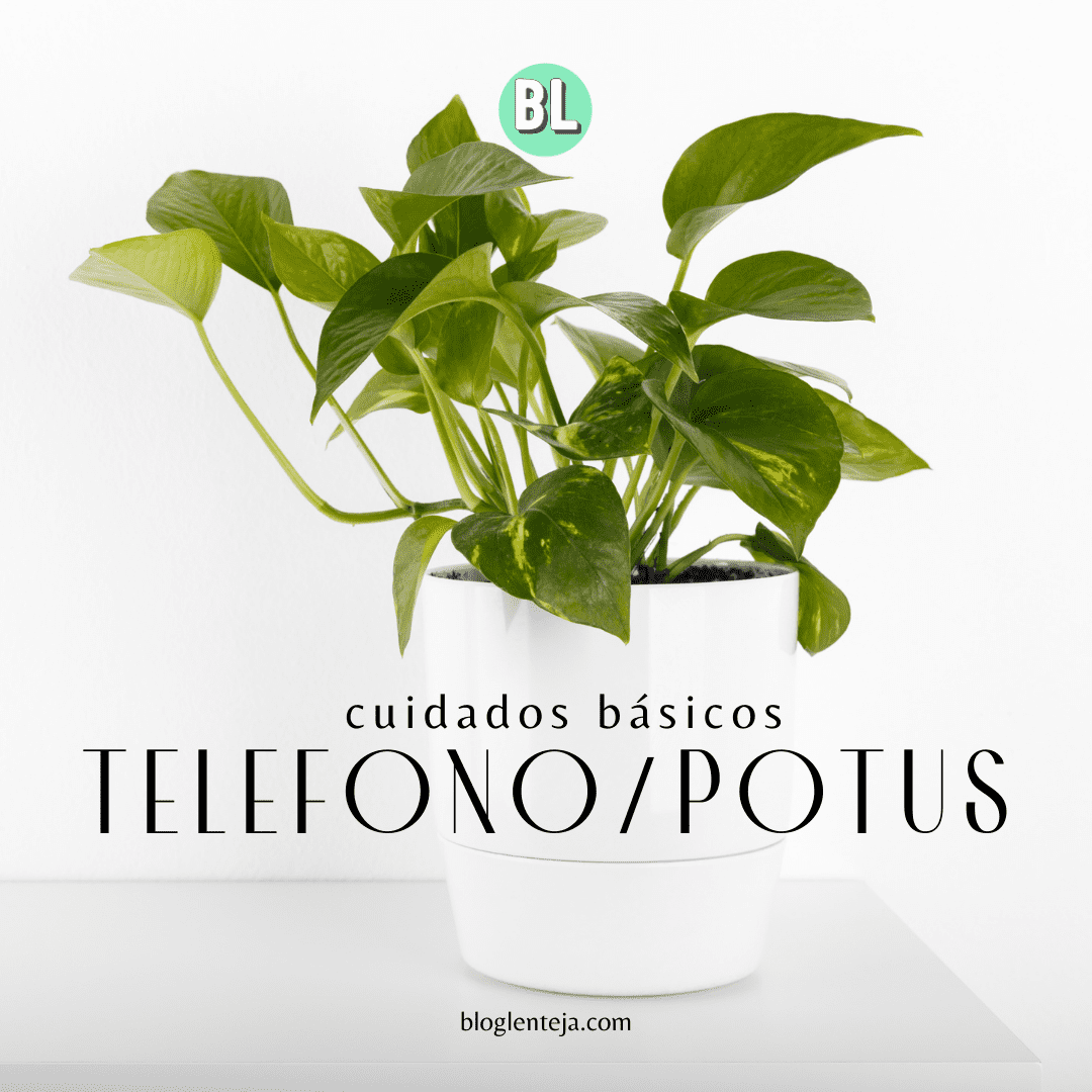 Cuidados básicos: Telefono/Potus