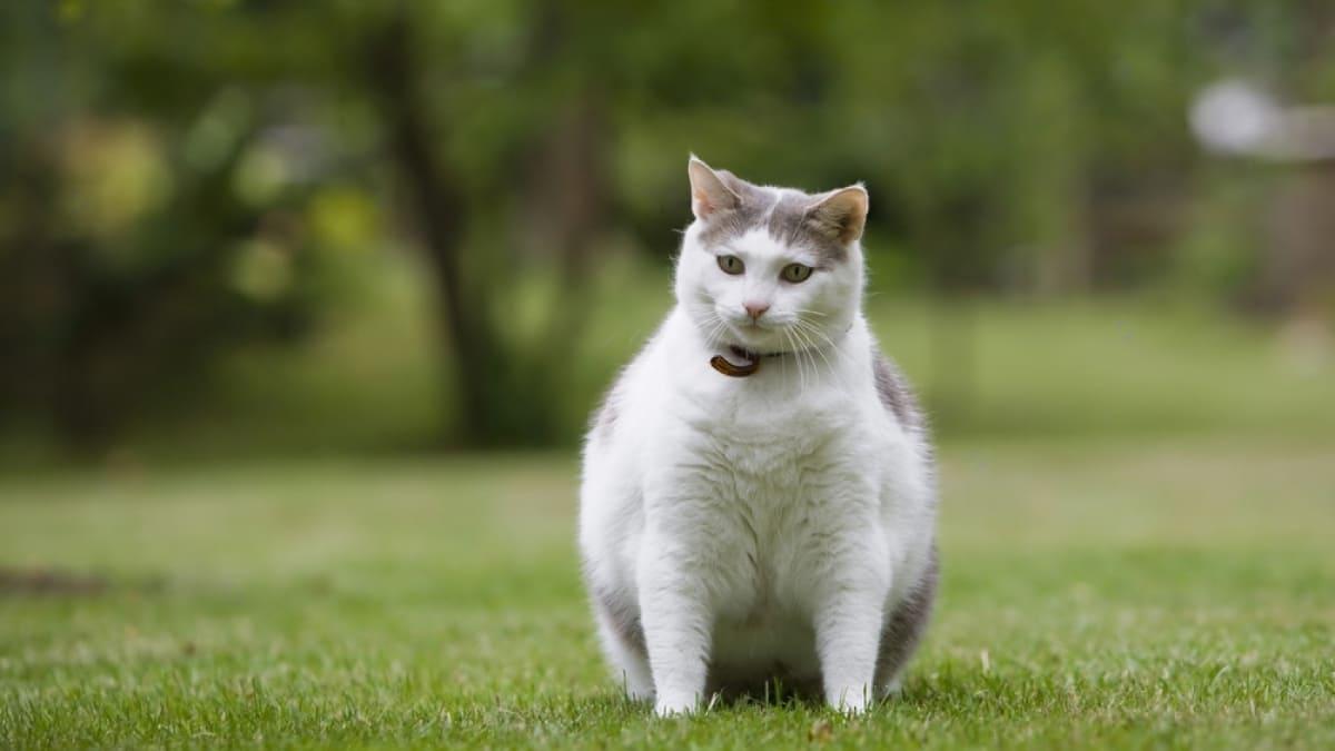 Gato Obeso