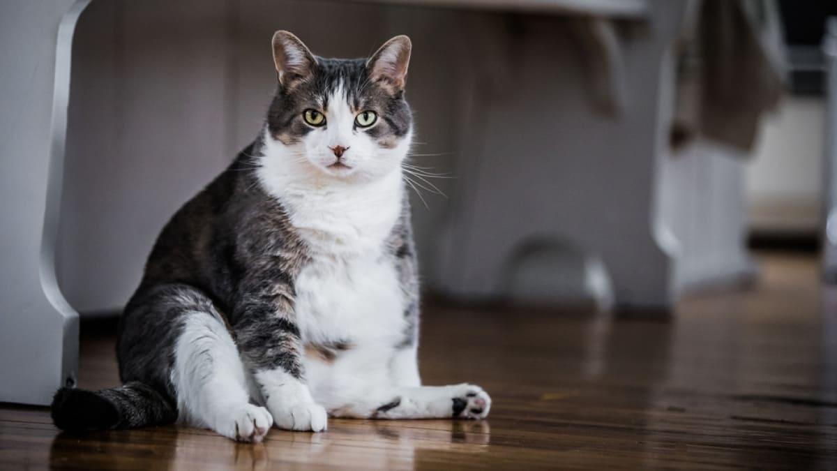 Gato gordo