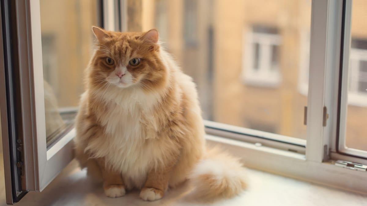Gato con sobrepeso