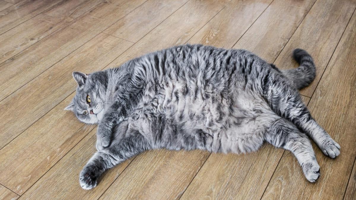 Gato corpulento