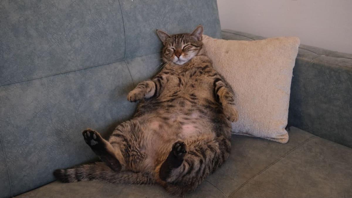 Gato robusto