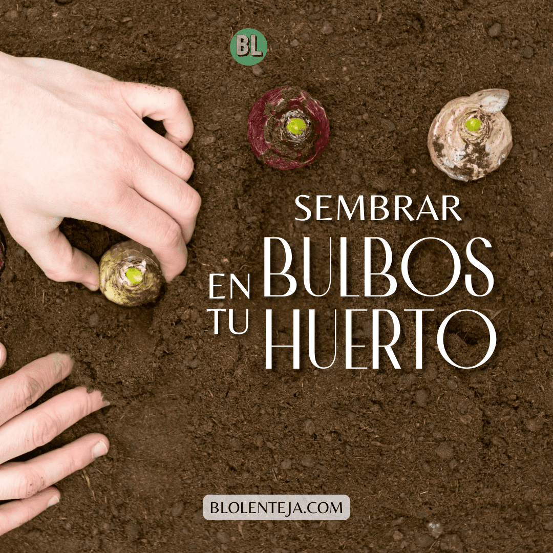 Sembrar bulbos en tu huerto