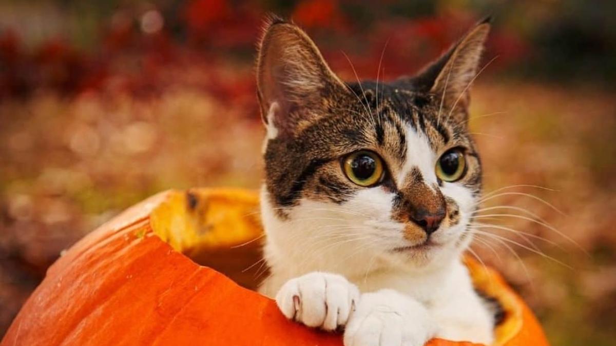 Verduras aptas para dieta de gatos