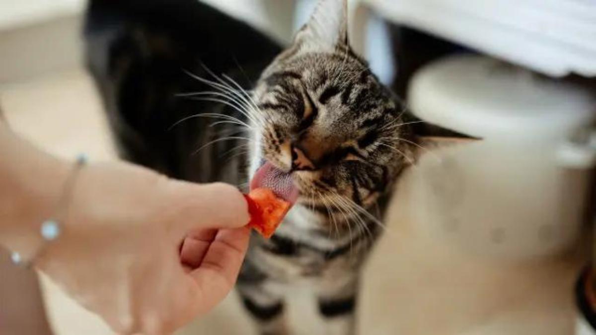 Verduras para evitar problemas gastrointentinsles en gatos