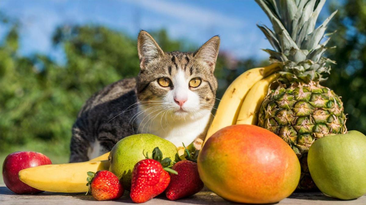 Qué frutas puede comer un gato
