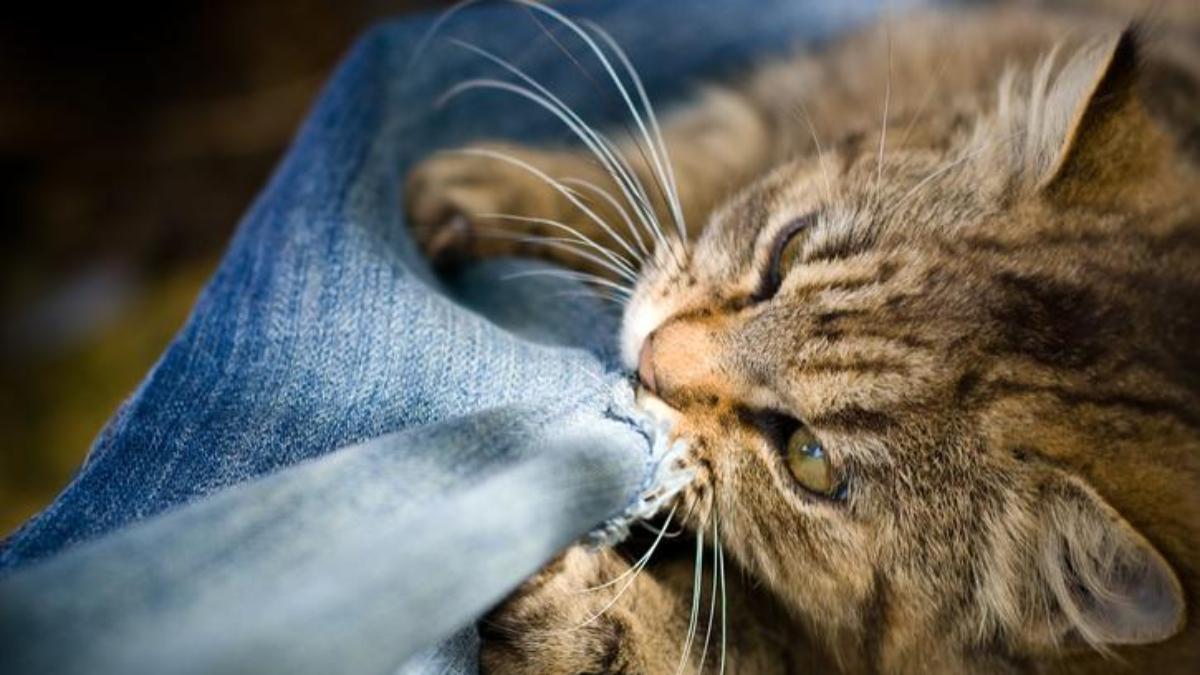 Porque mi gato me muerde