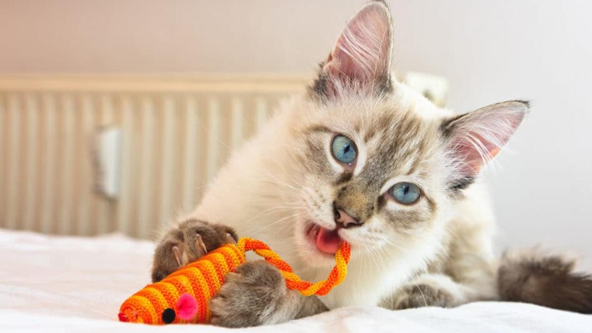 Que cosas les gusta morder a los gatos