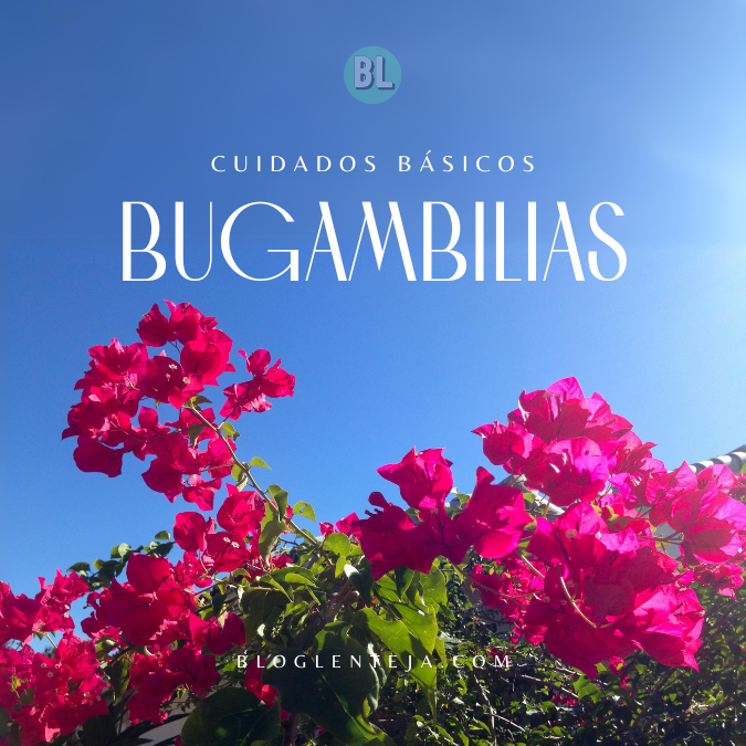 Cuidados Básicos: Bugambilias