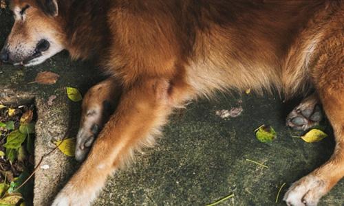 Dormir más de lo habitual puede ser un cambio de comportamiento que denote una enfermedad en tu perro