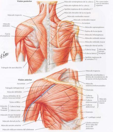 movimiento muscular