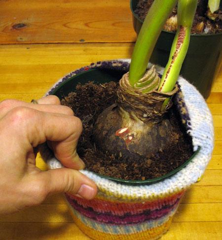 Recicla un sueter para tus macetas3