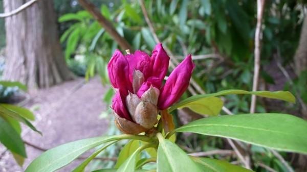 plantas-para-cultivar-bajo-los-arboles-08