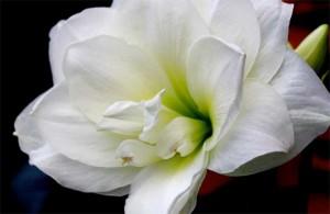 10_flores_blancas_amarilis