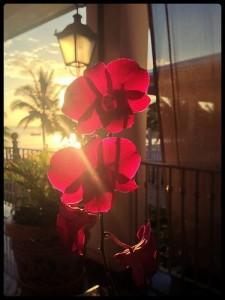 cómo preparar el agua de jamaica