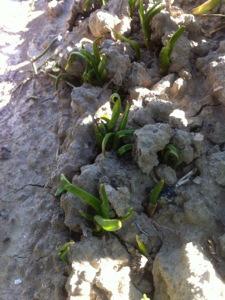 20130522-215532.jpg