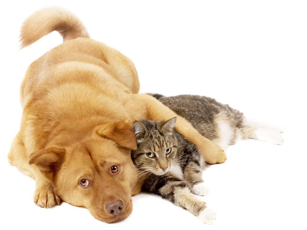 gatos-y-perros