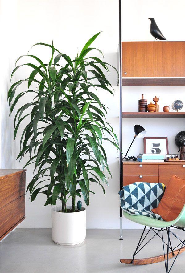 12. decorar con plantas_exterior con vitas_blog decoración