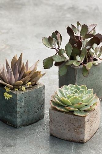 Decorar con plantas_crasas 1