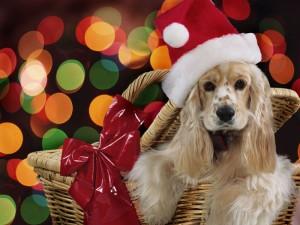 navidad mascotera