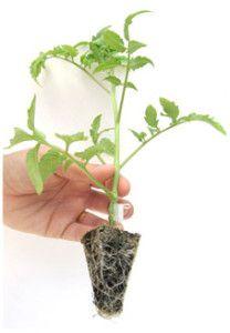 plantula_tomate
