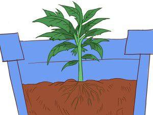 plantacion