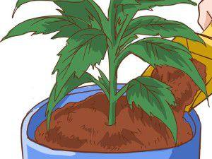 670px-Grow-Tomatoes-in-Pots-Step-14
