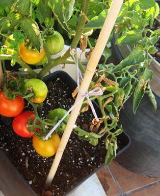 como-plantar-tomates-agrotecnica-almansa1