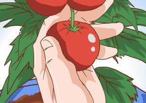 Tomate