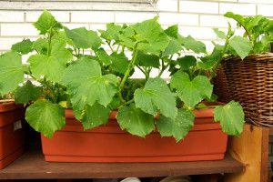 cumbers-organic-starting-to-spot