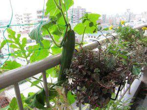 balcony_cucumber