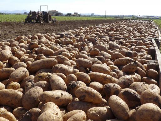 Cultivo patata (Cortesía: ultimahora.es)