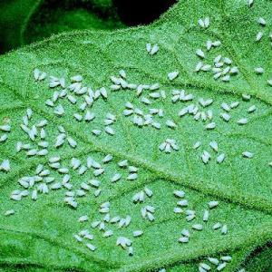 Mosca_blanca_cultivo_plaga_hoja