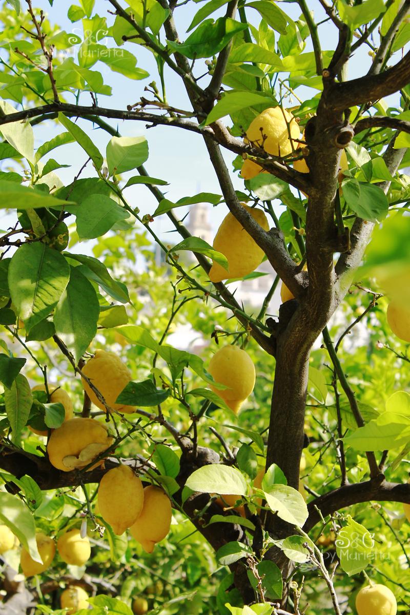 Arbol limones