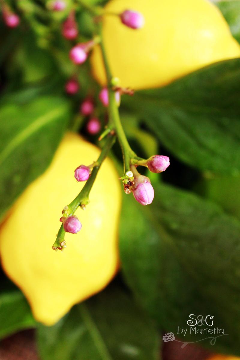 Flor de los limones rd