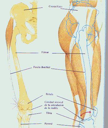 sindrome-de-la-banda-iliotibiol-01 (1)