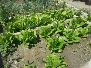 hortalizas y verduras consumir