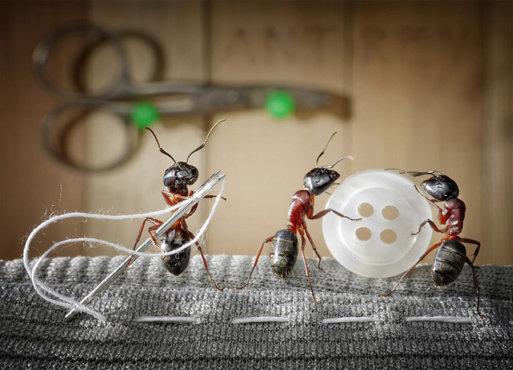  Fotos increíbles de hormigas en escenarios recreados de fantasía