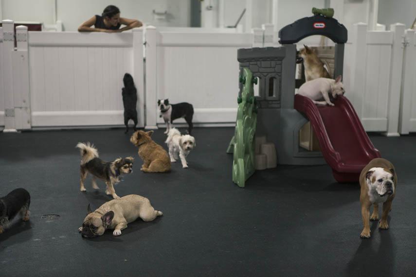 mascotas_ flordselva