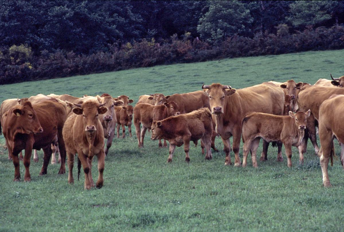 campo vacas