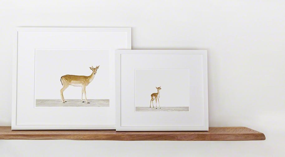 The Animal Print Shop by Sharon Montrose
