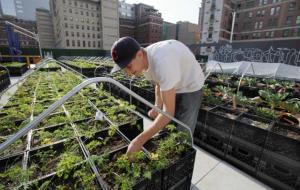 agricultura urbana estados unidos