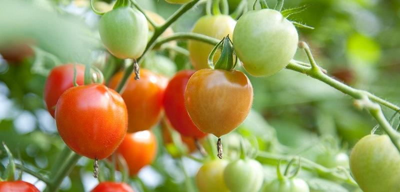 tomate huerto