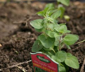 oregano