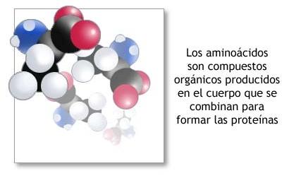 aminoacidos Qué son los Aminoácidos y Para Qué Sirven