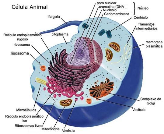 partes de una celula animal