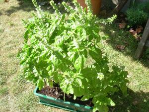 albahaca