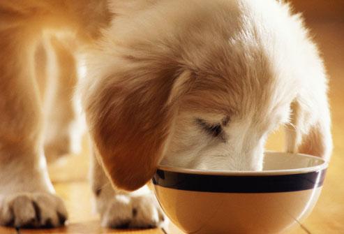 perro comiendo