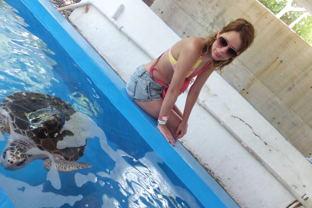 museo tortuga